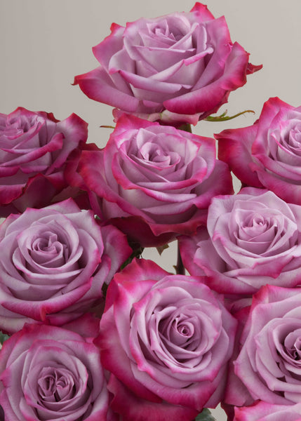 Rosa Prima 6x6