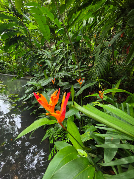 Treasures in the Water Gardens 9x12